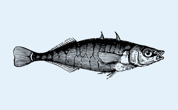 Dreistachlicher Stichling