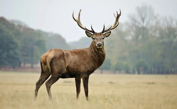 Wild game dishes  Wild game dishes