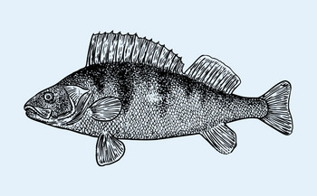 Barsch 