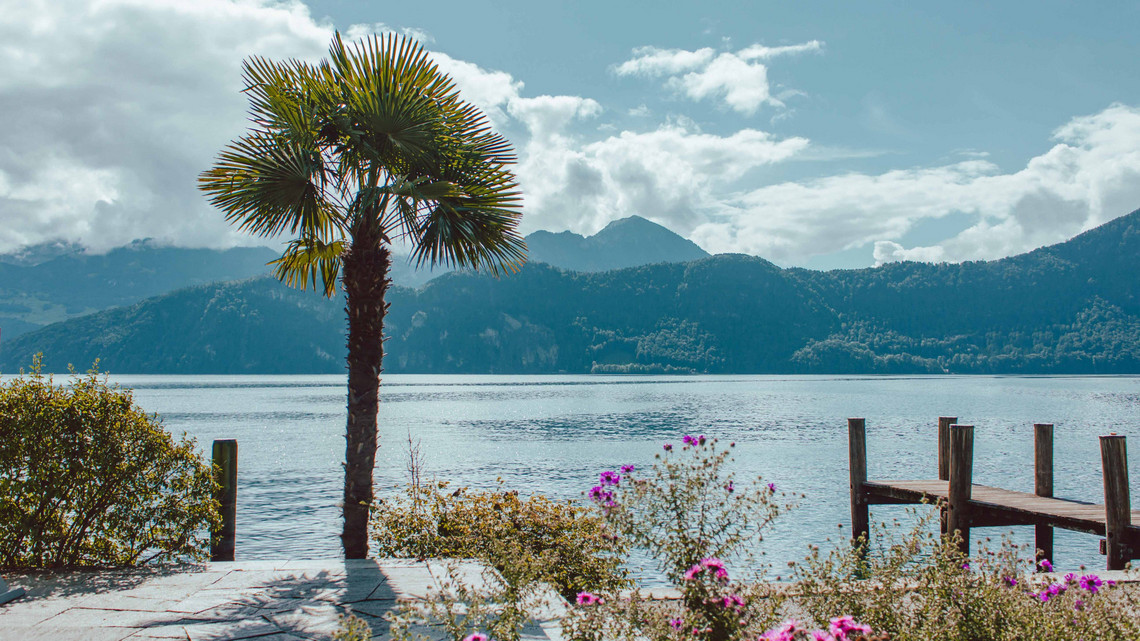 Riviera Schnitzeljagd - Weggis Aussicht von der Riviera Weggis. Palme, Vierwaldstättersee und Berge im Hintergrund.