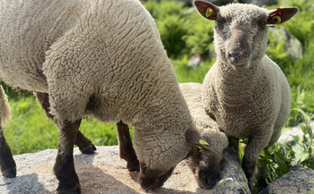 Tavolago AG Tavolago AG