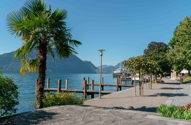 "Riviera" Rundreise Weggis Auf dem Bild sieht man das Motorschiff Europa mit Palmen und Blumen.