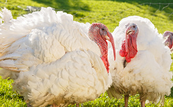 Truthahn-Spezialitäten Truthahn-Spezialitäten