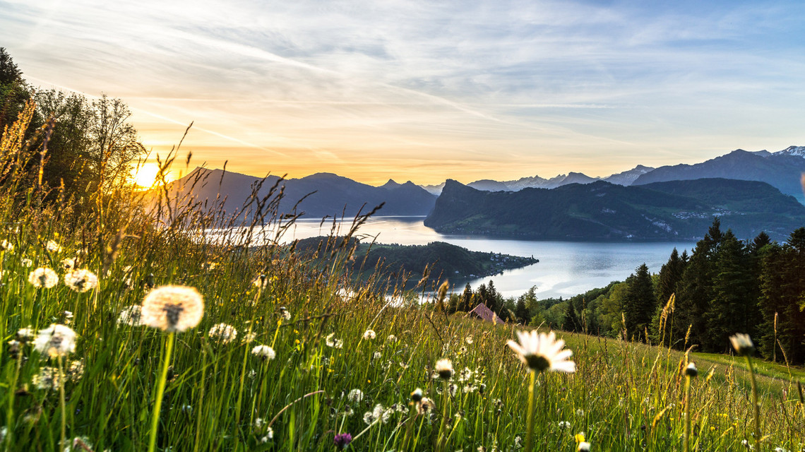 Frühlingserwachen rund um den Vierwaldstättersee. Frische Löwenzahnwiese mit dem Vierwaldstättersee im Hintergrund.