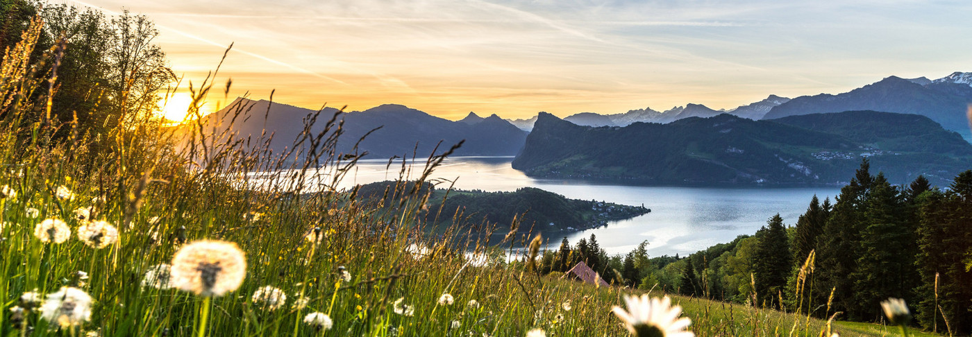 Frische Löwenzahnwiese mit dem Vierwaldstättersee im Hintergrund.